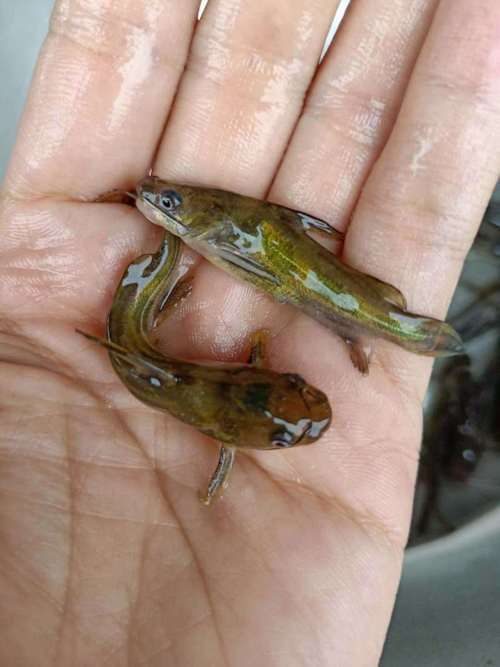 如何選擇優質的黃顙魚幼苗，優質黃顙魚幼苗（pelteobagrusfulvidraco）