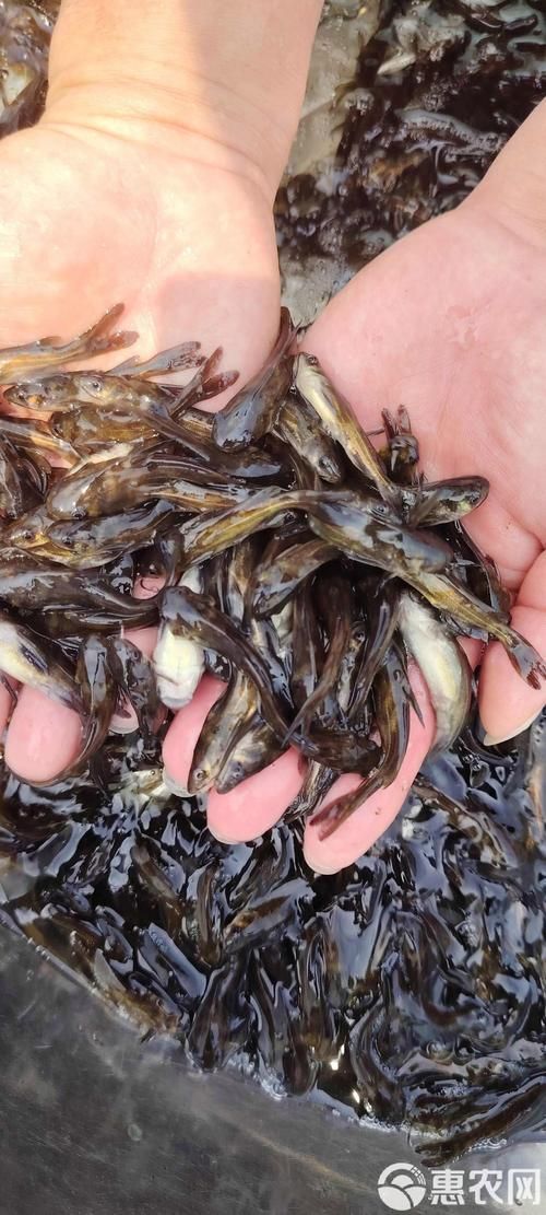 如何選擇優質的黃顙魚幼苗，優質黃顙魚幼苗（pelteobagrusfulvidraco）