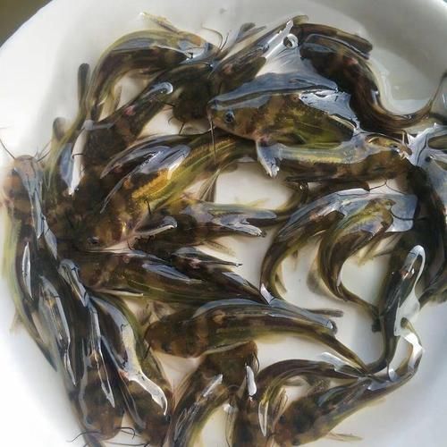 如何選擇優質的黃顙魚幼苗，優質黃顙魚幼苗（pelteobagrusfulvidraco）