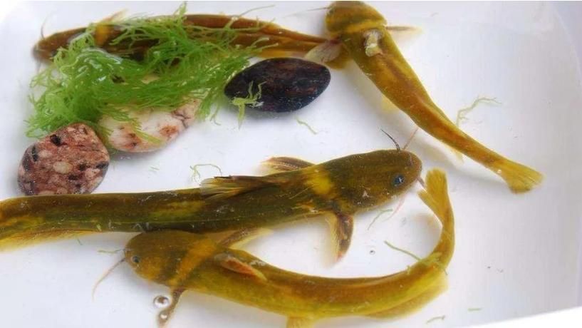 如何選擇優質的黃顙魚幼苗，優質黃顙魚幼苗（pelteobagrusfulvidraco）