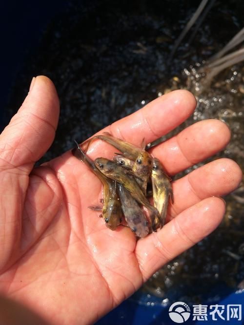如何選擇優質的黃顙魚幼苗，優質黃顙魚幼苗（pelteobagrusfulvidraco）