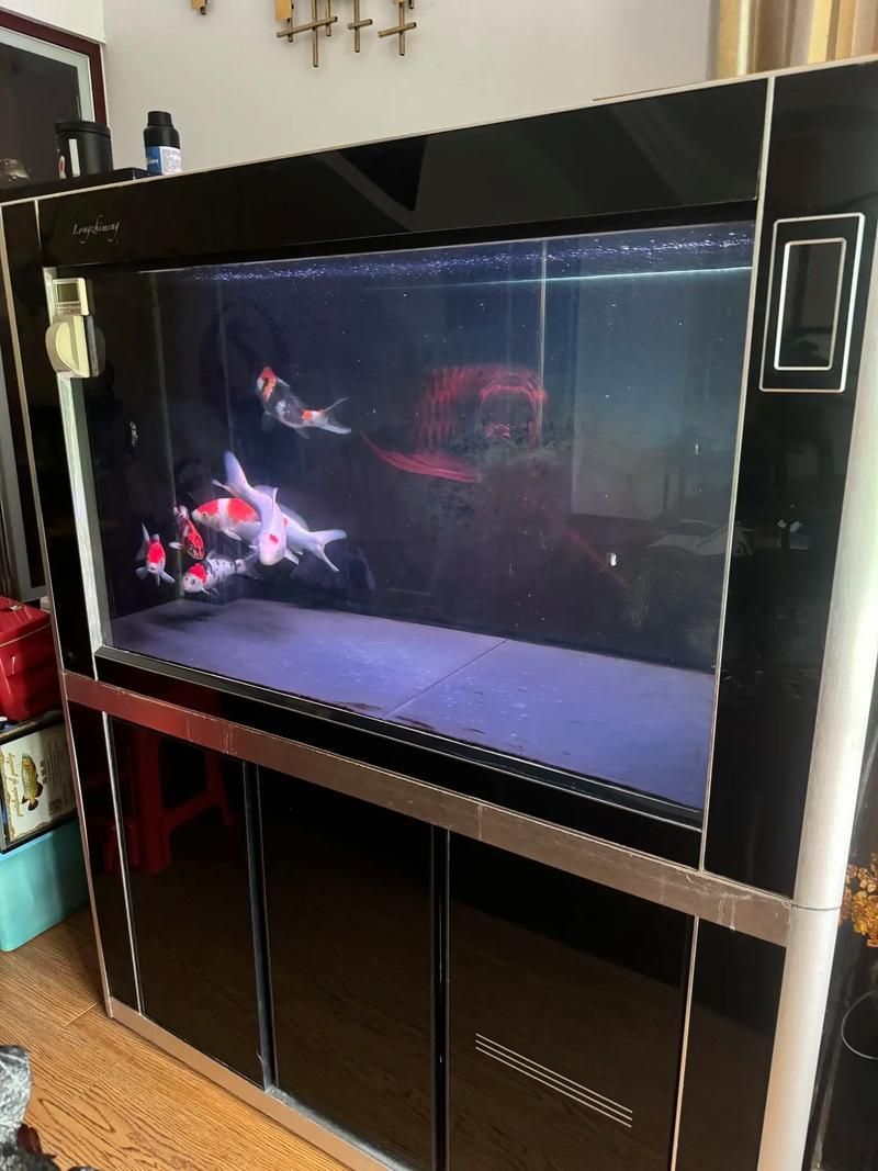 龍魚缸寬5圖片5張cm有沒有，龍魚缸寬5厘米的龍魚缸尺寸對照表，金龍魚和紅龍魚哪個更有收藏 龍魚缸寬5圖片5張cm有沒有，龍魚缸寬5厘米的龍魚缸尺寸對照表，金龍魚和紅龍魚哪個更有收藏 龍魚百科 第5張