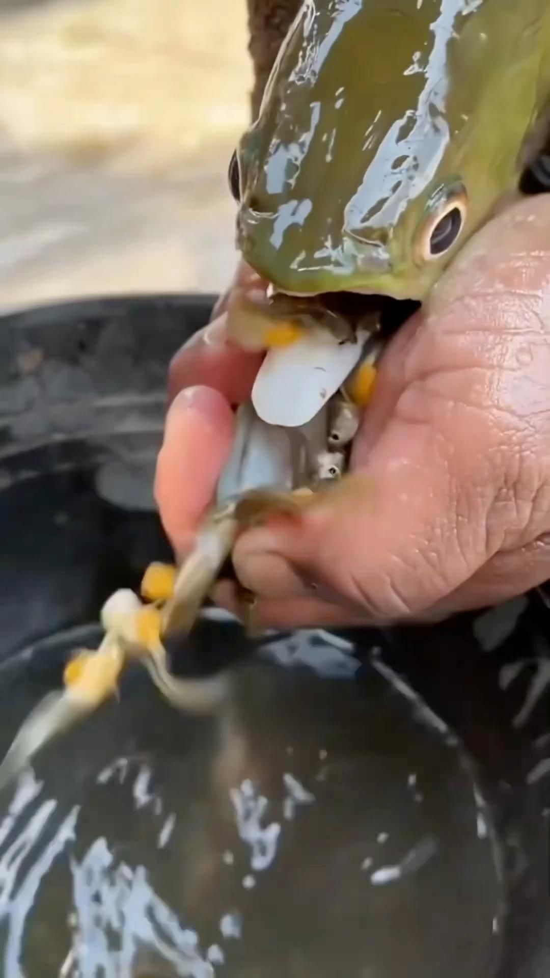 金龍魚如何繁殖，corydorasauratus的金龍魚繁殖過程