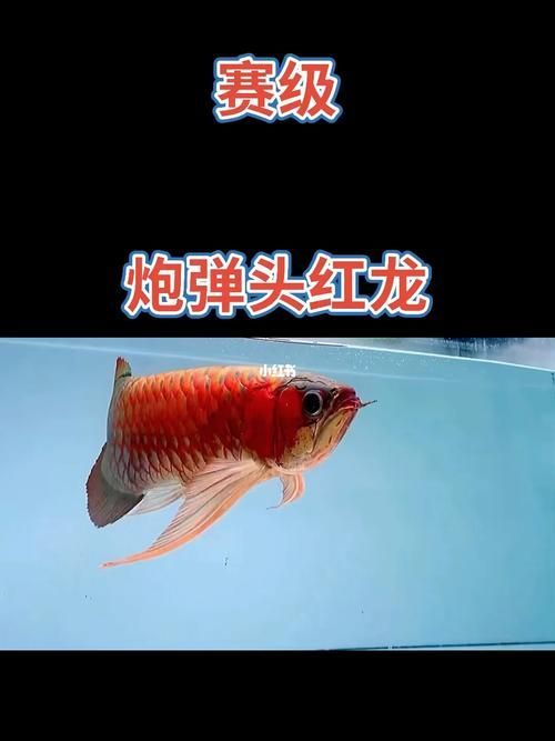 如何鑒別野生紅龍魚，野生紅龍魚與人工養殖紅龍魚的鑒別特征與關鍵鑒別點