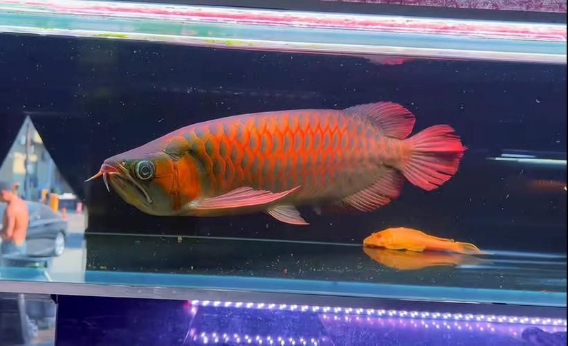 如何鑒別野生紅龍魚，野生紅龍魚與人工養殖紅龍魚的鑒別特征與關鍵鑒別點