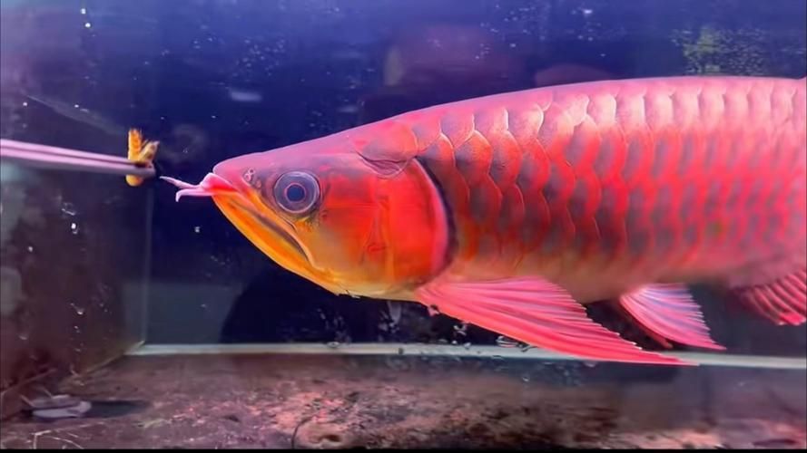 如何鑒別野生紅龍魚，野生紅龍魚與人工養殖紅龍魚的鑒別特征與關鍵鑒別點