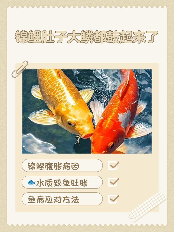 如何預防立鱗病的傳染，關于錦鯉立鱗病