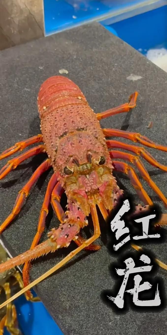 紅龍和澳龍哪個更受歡迎，紅龍vs澳龍:紅龍vs澳龍:深海美味細節辨