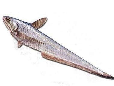 刀魚魚，“刀魚魚（coilianasus）和配圖詳解（coilianasus）
