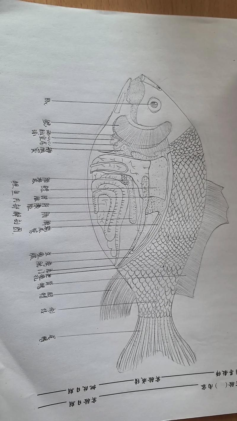 刀魚魚，“刀魚魚（coilianasus）和配圖詳解（coilianasus） 刀魚魚，“刀魚魚（coilianasus）和配圖詳解（coilianasus） 龍魚百科 第6張