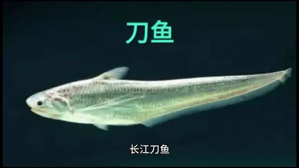 刀魚魚，“刀魚魚（coilianasus）和配圖詳解（coilianasus） 刀魚魚，“刀魚魚（coilianasus）和配圖詳解（coilianasus） 龍魚百科 第5張