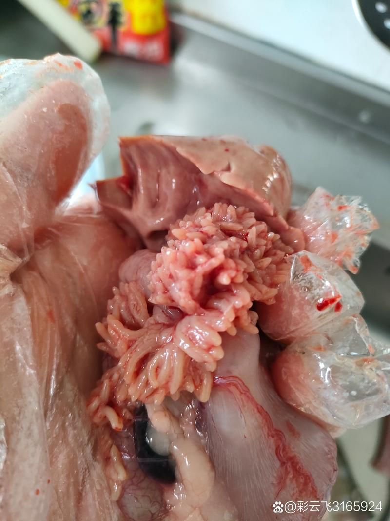 如何判斷魚類是否感染內寄生蟲，如何判斷魚類寄生蟲？ 如何判斷魚類是否感染內寄生蟲，如何判斷魚類寄生蟲？ 龍魚百科 第4張