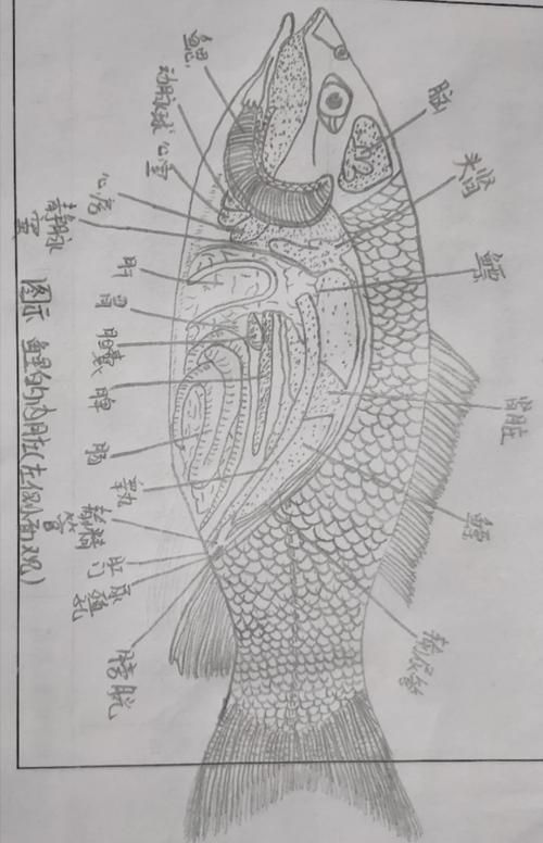 如何判斷魚類是否感染內寄生蟲，如何判斷魚類寄生蟲？ 如何判斷魚類是否感染內寄生蟲，如何判斷魚類寄生蟲？ 龍魚百科 第5張