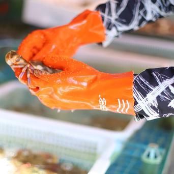 海水細菌感染如何預防，海水細菌感染的預防 海水細菌感染如何預防，海水細菌感染的預防 龍魚百科 第10張