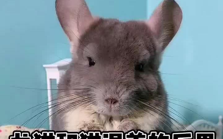 龍貓和貓一起生活需要注意什么，龍貓和貓一起生活時需要注意的幾點：龍貓與貓的共處 龍貓和貓一起生活需要注意什么，龍貓和貓一起生活時需要注意的幾點：龍貓與貓的共處 龍魚百科 第1張