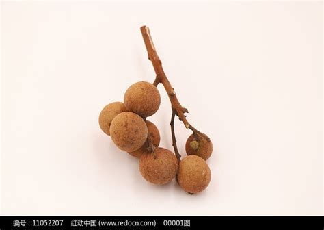 龍睛爛尾會傳染嗎，龍眼爛尾會傳染嗎？