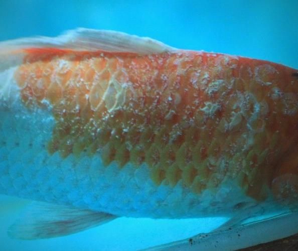 如何判斷錦鯉蒙眼病是否好轉，arxiv論文助手arxiv論文助手判斷錦鯉蒙眼病是否好轉