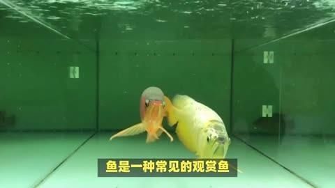 龍魚細(xì)菌性疾病如何治療，如何正確使用觀賞魚藥物 龍魚細(xì)菌性疾病如何治療，如何正確使用觀賞魚藥物 龍魚百科 第3張