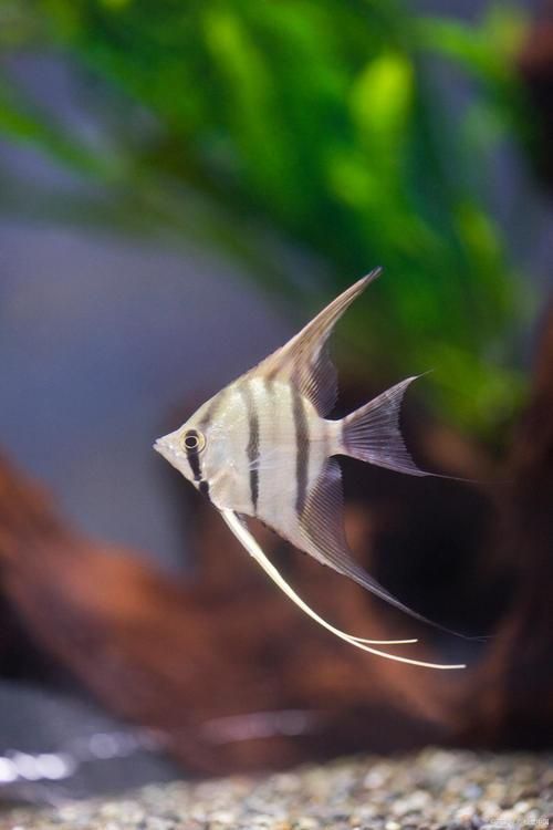 如何預防燕魚胸鰭發紅，燕魚（神仙魚）胸鰭發紅 如何預防燕魚胸鰭發紅，燕魚（神仙魚）胸鰭發紅 龍魚百科 第2張