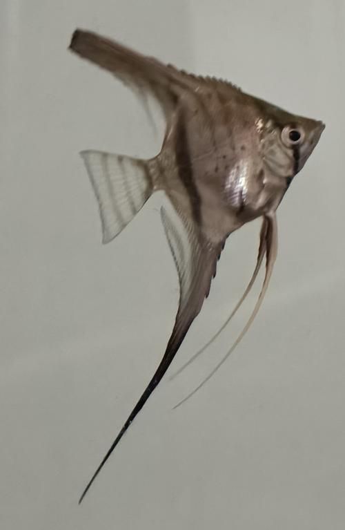 如何預防燕魚胸鰭發紅，燕魚（神仙魚）胸鰭發紅 如何預防燕魚胸鰭發紅，燕魚（神仙魚）胸鰭發紅 龍魚百科 第4張