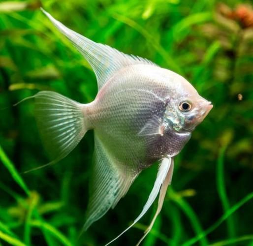 如何預防燕魚胸鰭發紅，燕魚（神仙魚）胸鰭發紅 如何預防燕魚胸鰭發紅，燕魚（神仙魚）胸鰭發紅 龍魚百科 第5張