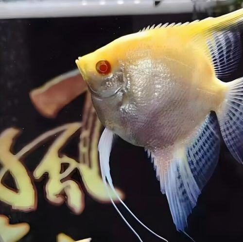 如何預防燕魚胸鰭發紅，燕魚（神仙魚）胸鰭發紅 如何預防燕魚胸鰭發紅，燕魚（神仙魚）胸鰭發紅 龍魚百科 第3張