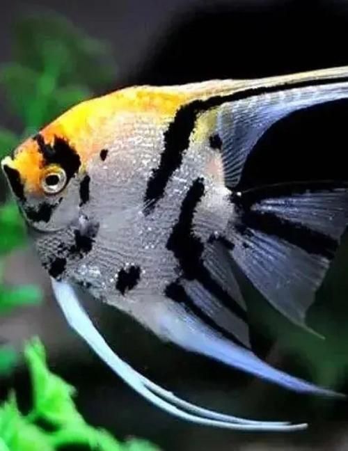 如何預防燕魚胸鰭發紅，燕魚（神仙魚）胸鰭發紅 如何預防燕魚胸鰭發紅，燕魚（神仙魚）胸鰭發紅 龍魚百科 第6張