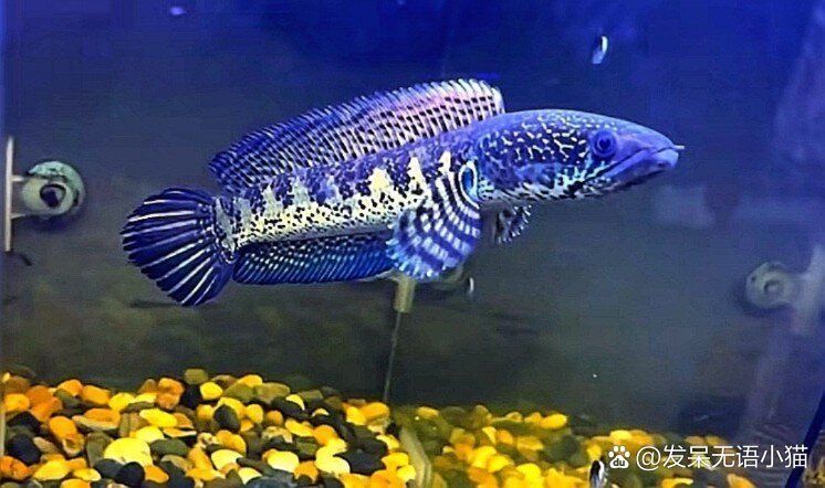 眼睛蛇雷龍魚需要多大的飼養空間？