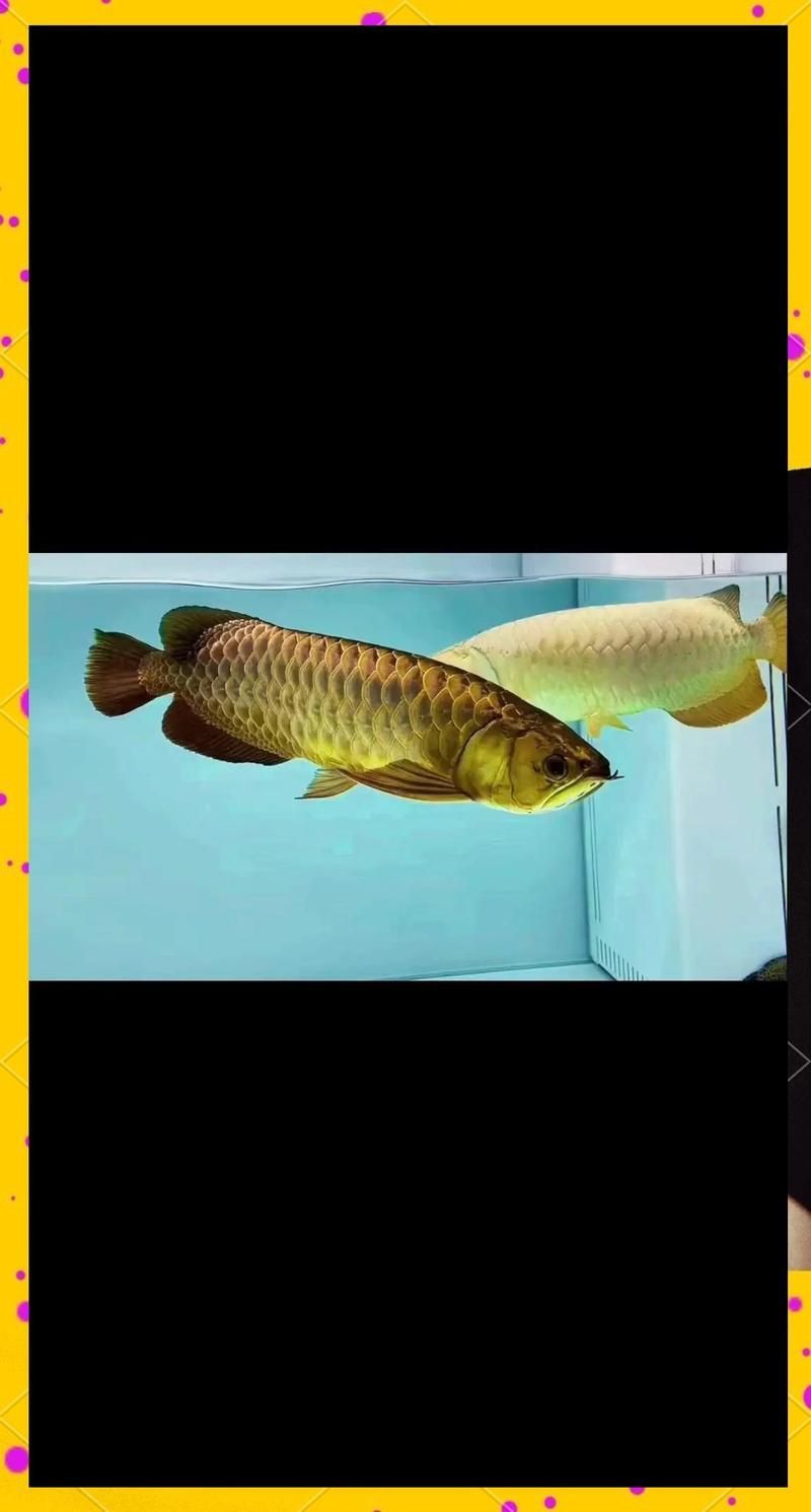 有沒有龍魚公母對比的視頻？，龍魚公母分辨指南 有沒有龍魚公母對比的視頻？，龍魚公母分辨指南 龍魚百科 第2張