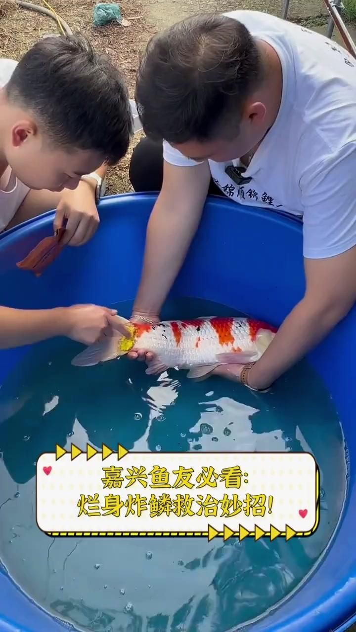 錦鯉炸鱗最有效的藥物有哪些，錦鯉炸鱗怎么治療 錦鯉炸鱗最有效的藥物有哪些，錦鯉炸鱗怎么治療 龍魚(yú)百科 第1張