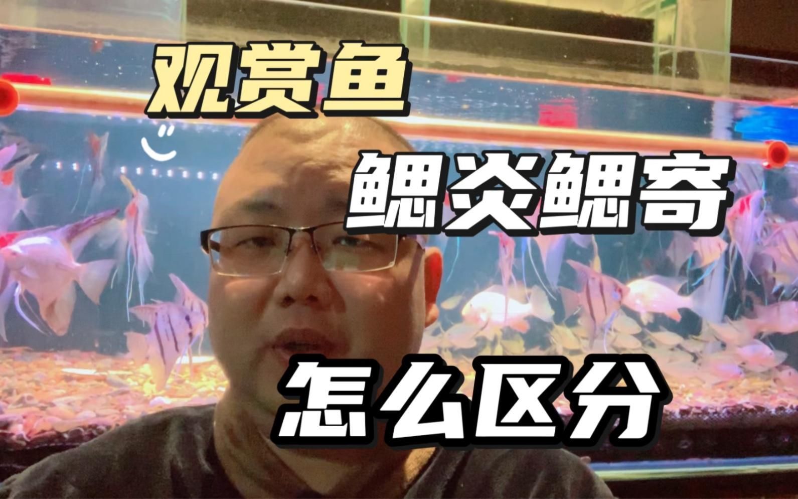 如何判斷魚鰓蓋損傷程度，養魚筆記第3季103集