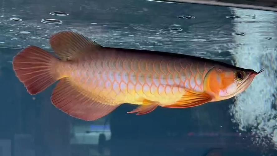 給我一些紅龍魚血統鑒別的實例圖片，如何鑒別紅龍魚的純正血統 給我一些紅龍魚血統鑒別的實例圖片，如何鑒別紅龍魚的純正血統 龍魚百科 第5張