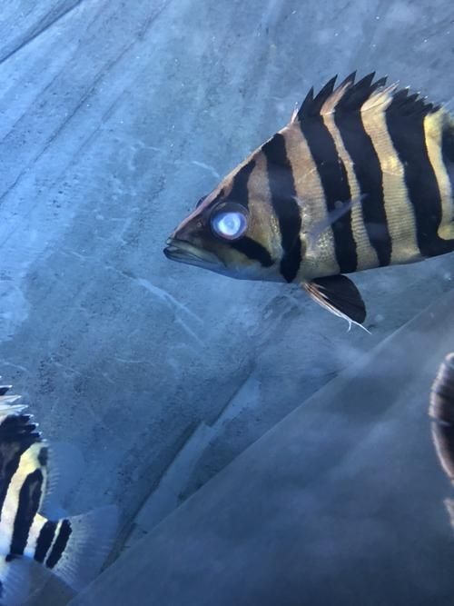如何降低虎魚突眼手術(shù)風(fēng)險，如何降低虎魚突眼手術(shù)風(fēng)險降低虎魚突眼手術(shù)風(fēng)險