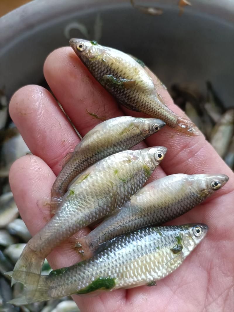 龍魚飼料魚有哪些常見種類，中成體龍魚飼料魚飼料魚飼料魚飼料魚的全面信息詳解
