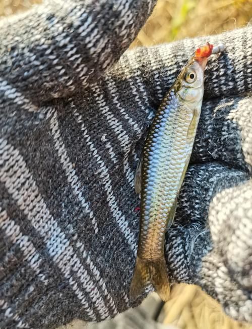 龍魚飼料魚有哪些常見種類，中成體龍魚飼料魚飼料魚飼料魚飼料魚的全面信息詳解