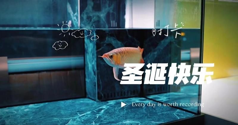 龍魚飼料魚有哪些常見種類，中成體龍魚飼料魚飼料魚飼料魚飼料魚的全面信息詳解