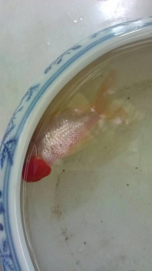 如何判斷魚受傷的程度，arxiv論文助手判斷魚受傷程度判斷魚受傷的程度