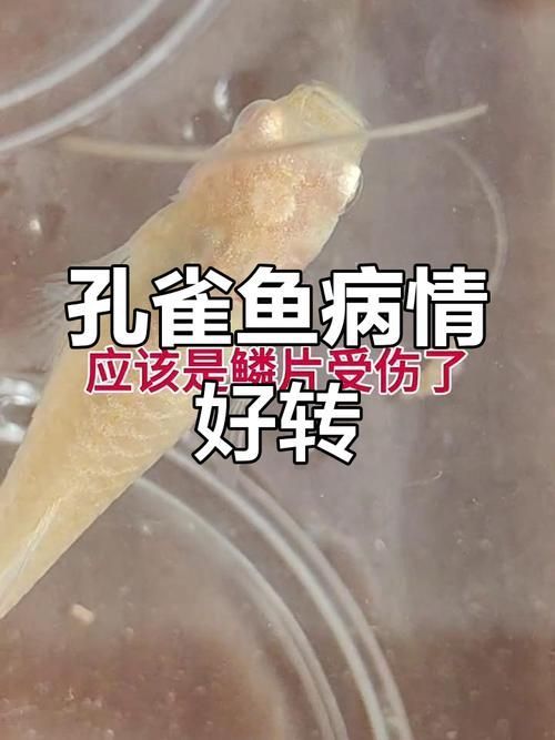 如何判斷魚受傷的程度，arxiv論文助手判斷魚受傷程度判斷魚受傷的程度