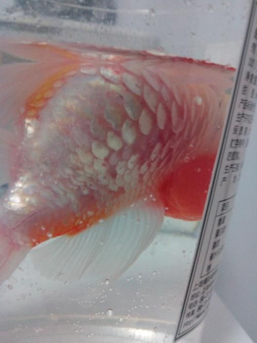 如何判斷魚受傷的程度，arxiv論文助手判斷魚受傷程度判斷魚受傷的程度