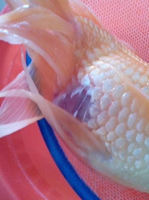 如何判斷魚受傷的程度，arxiv論文助手判斷魚受傷程度判斷魚受傷的程度