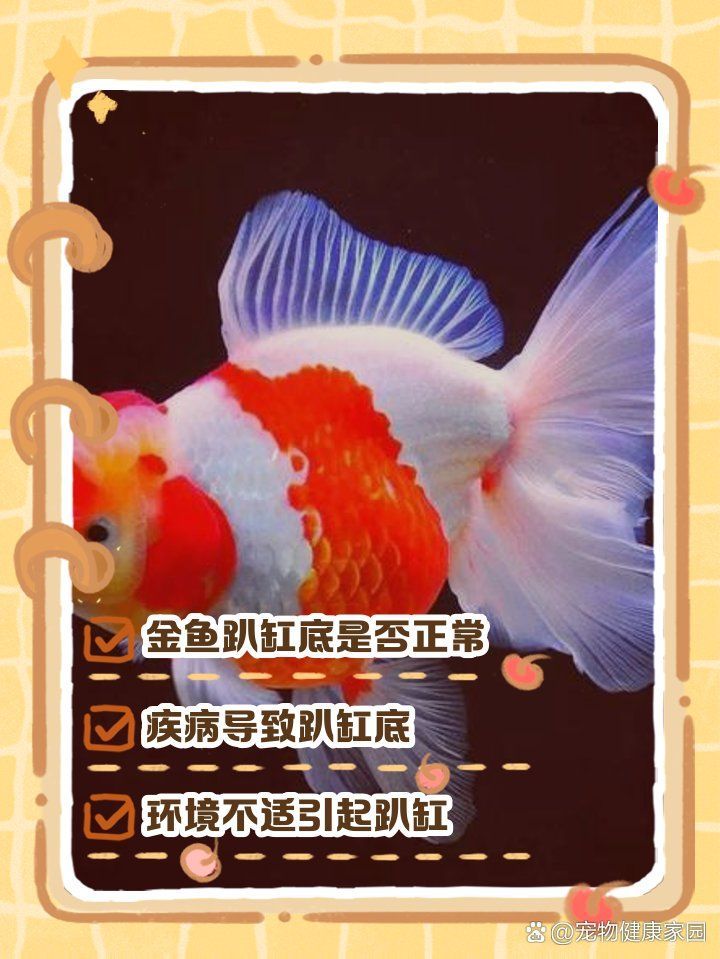 金魚趴缸底能活多久，金魚趴缸底不愛游動怎么回事