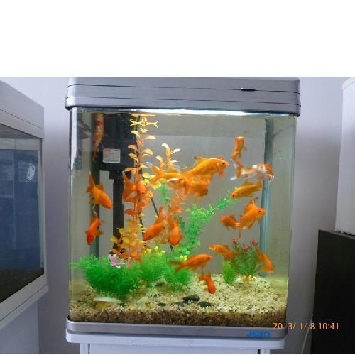 祥龍魚(yú)場(chǎng)提供哪些型號(hào)的魚(yú)缸？，祥龍魚(yú)場(chǎng)哪個(gè)品牌價(jià)格最合理 祥龍魚(yú)場(chǎng)提供哪些型號(hào)的魚(yú)缸？，祥龍魚(yú)場(chǎng)哪個(gè)品牌價(jià)格最合理 龍魚(yú)百科 第11張