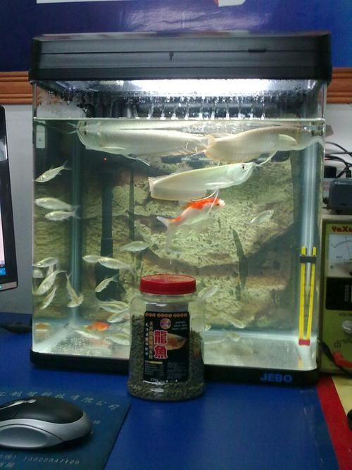 祥龍魚(yú)場(chǎng)提供哪些型號(hào)的魚(yú)缸？，祥龍魚(yú)場(chǎng)哪個(gè)品牌價(jià)格最合理 祥龍魚(yú)場(chǎng)提供哪些型號(hào)的魚(yú)缸？，祥龍魚(yú)場(chǎng)哪個(gè)品牌價(jià)格最合理 龍魚(yú)百科 第12張