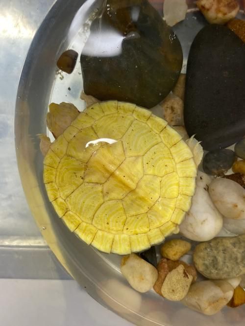 白化巴西龜如何區分真假？，白化巴西龜的鑒別