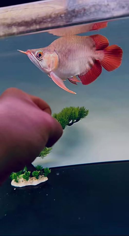 紅龍福龍魚的市場(chǎng)價(jià)格走勢(shì)，紅龍福龍魚市場(chǎng)價(jià)格受多種因素影響，價(jià)格透明度較高