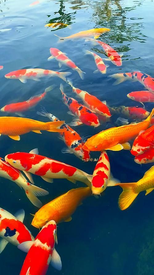給我一些錦鯉魚的高清圖片，如何獲取錦鯉魚的高清圖片