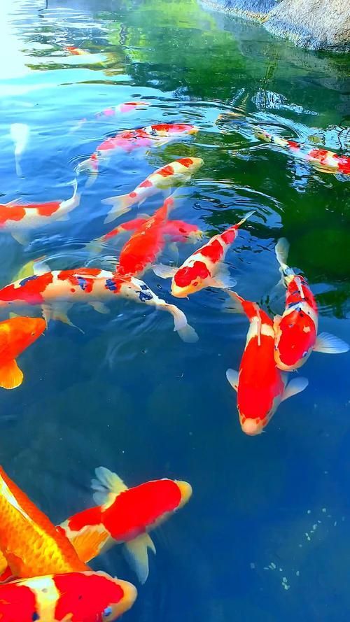 給我一些錦鯉魚的高清圖片，如何獲取錦鯉魚的高清圖片