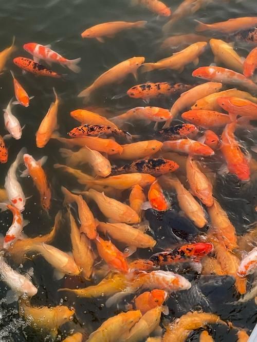 給我一些錦鯉魚的高清圖片，如何獲取錦鯉魚的高清圖片