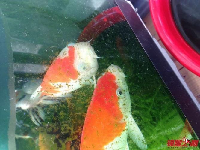 如何判斷錦鯉蒙眼病的嚴重程度，如何判斷錦鯉蒙眼病的嚴重程度，并明確要求1000字描述和配圖 如何判斷錦鯉蒙眼病的嚴重程度，如何判斷錦鯉蒙眼病的嚴重程度，并明確要求1000字描述和配圖 龍魚百科 第1張