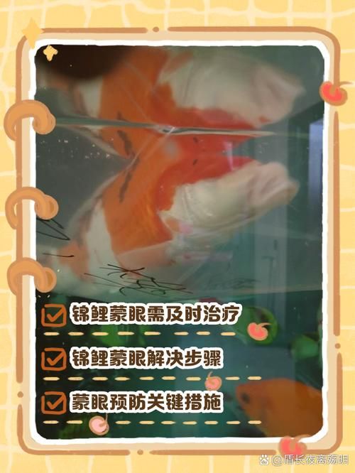 如何判斷錦鯉蒙眼病的嚴重程度，如何判斷錦鯉蒙眼病的嚴重程度，并明確要求1000字描述和配圖 如何判斷錦鯉蒙眼病的嚴重程度，如何判斷錦鯉蒙眼病的嚴重程度，并明確要求1000字描述和配圖 龍魚百科 第5張